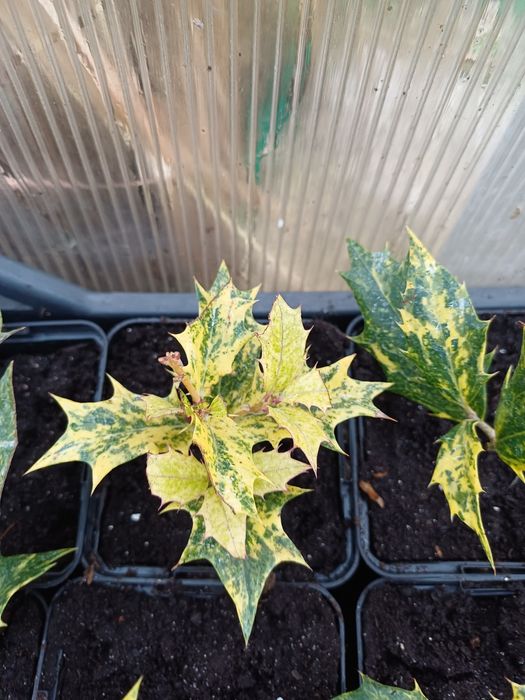 Османтус гошикі вічнозелений