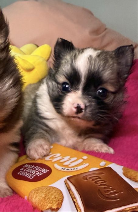 МІНІ хлопчик красунчик