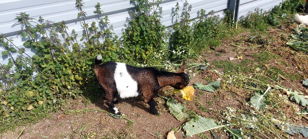 Cabritos Anões para Venda