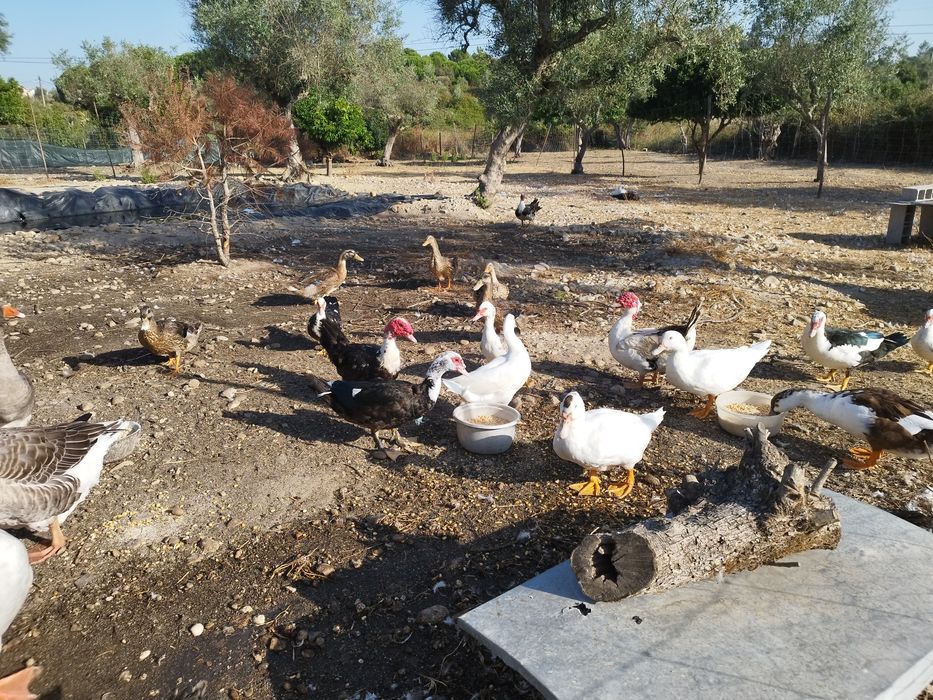 Vendo  várias raças de patos