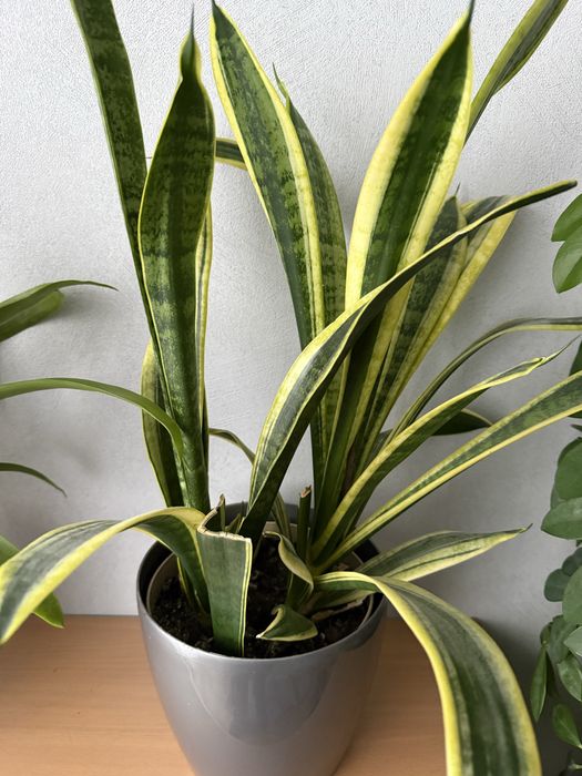 Sansaviera kwiat doniczkowy 30 zl.