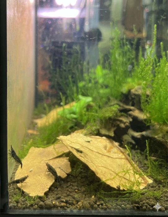Camaroes caridina Black king kong extrem