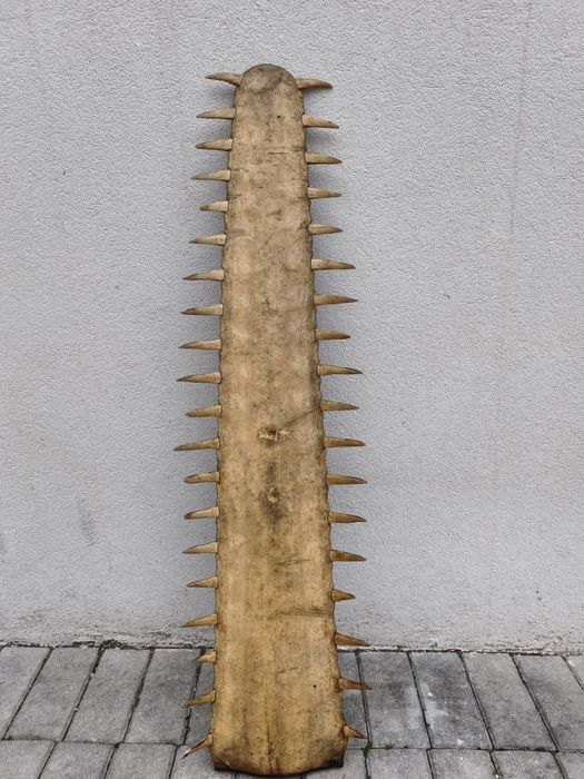 Vendo Rostrum de Peixe Serra