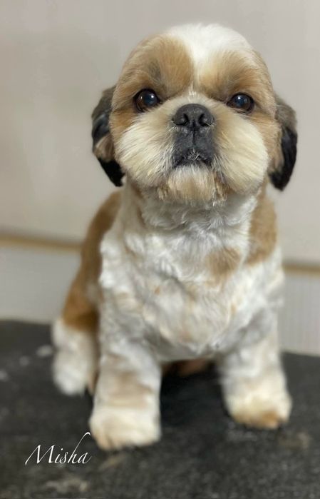 Грумінг Стрижка собак