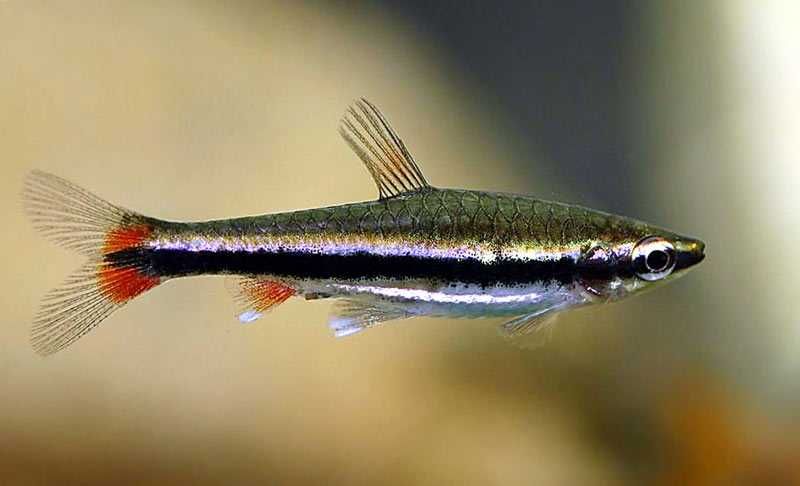 MISIEKZOO - Drobnoustek Betforda