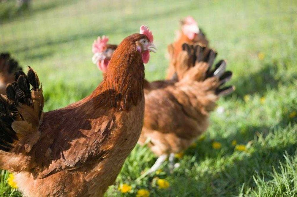 Kury nioski Rosa na wybieg odchowane