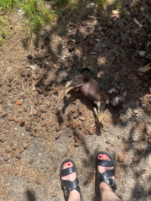 Безкоштовно собачки