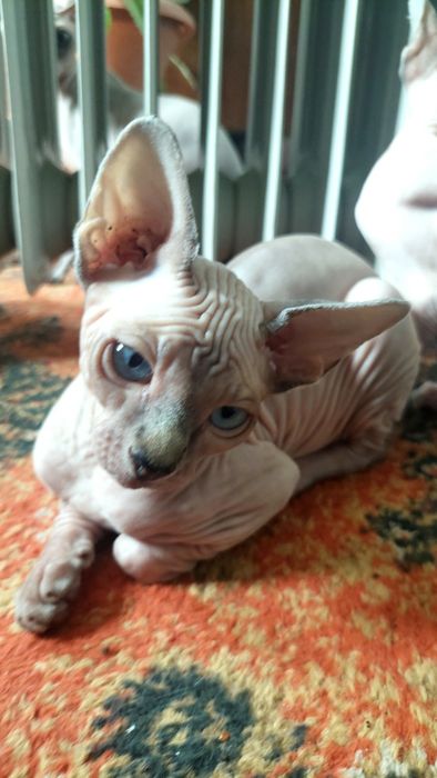 Продам котинята сфінкс
