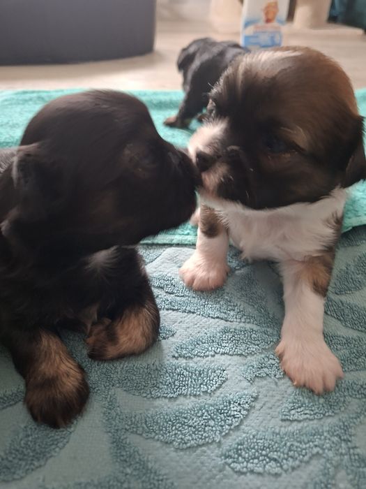 Szczeniaczki mix shihtzu