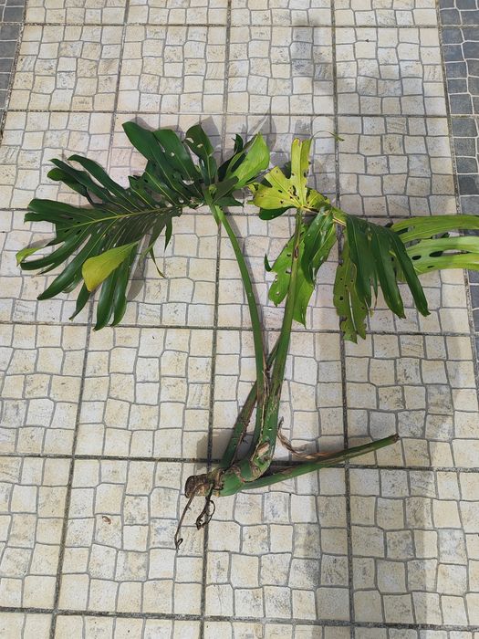 Planta Monstera gigante