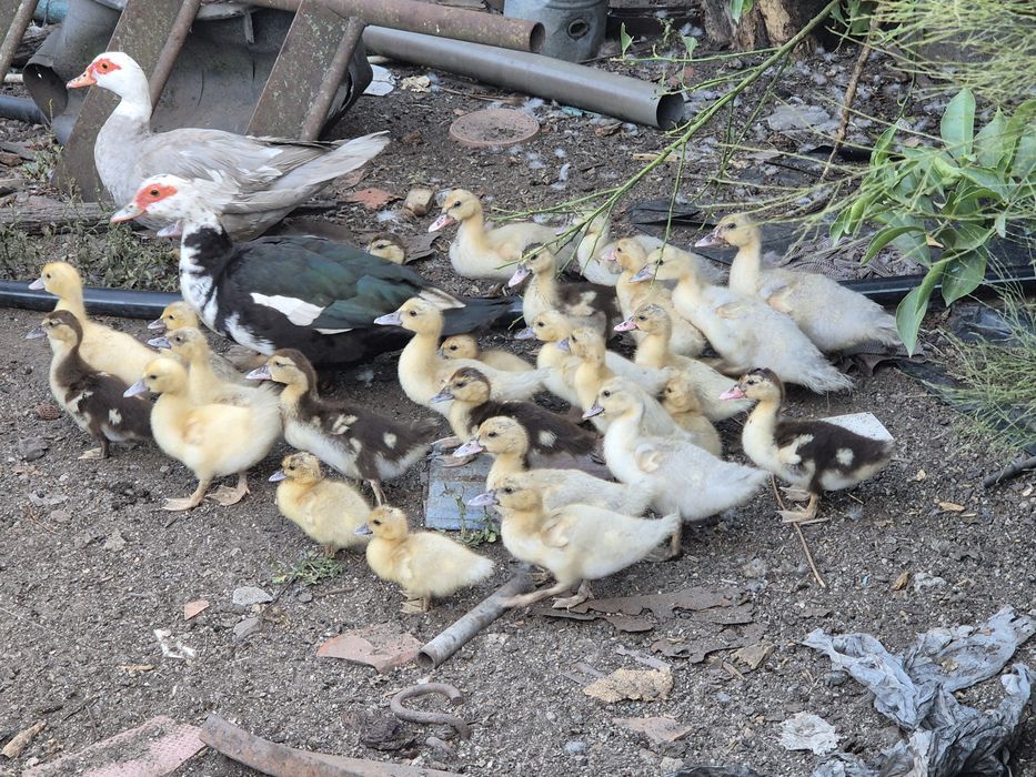 Patos mudos pequenos