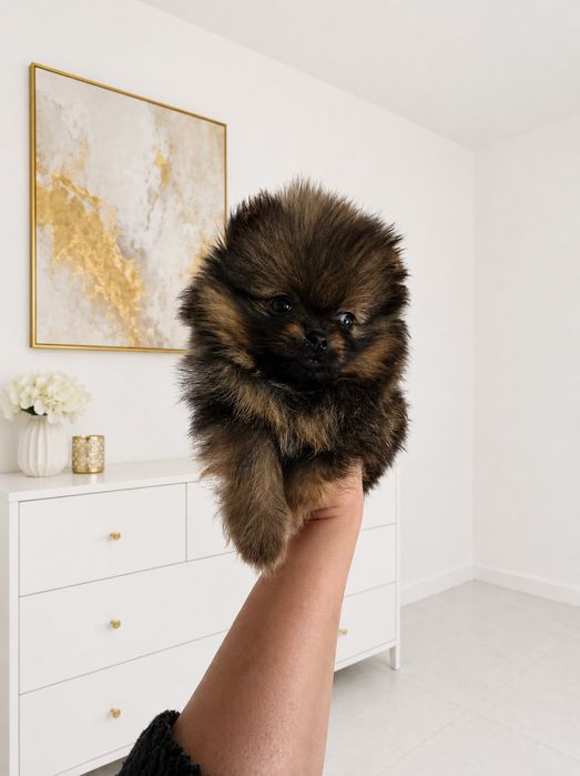 Pomeranian szpic miniaturowy xxs top wilczy