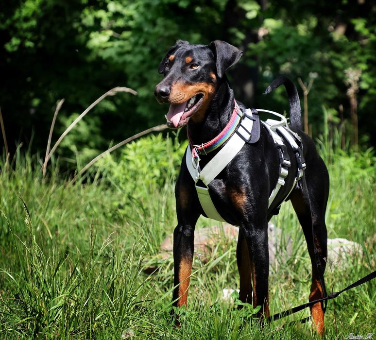 Aron - przepiękny doberman szuka domu