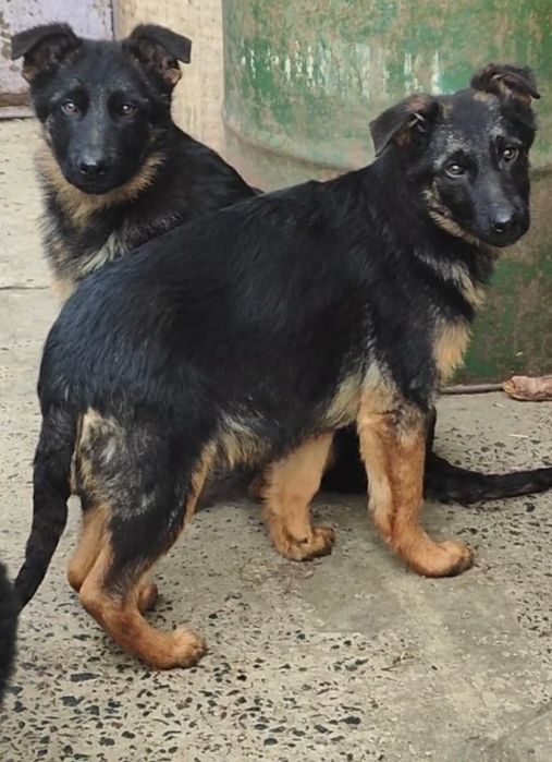Срочно! Немецкая овчарка!