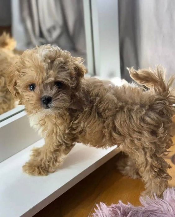 Собачка мальтипу ф1