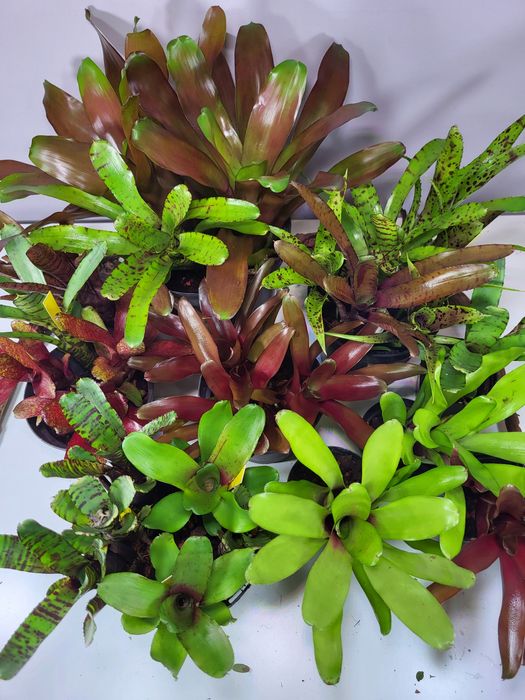 Rośliny egzotyczne do terrarium, paludarium, vivarium. Neoregelia