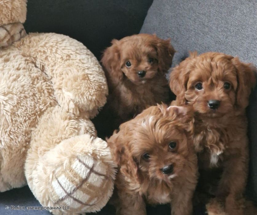 Дівчатка кавапу  cavapoo