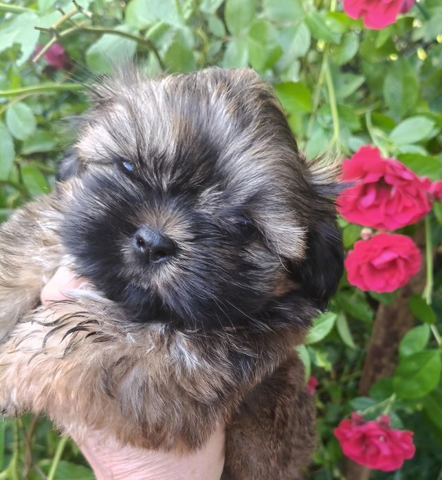 Shih tzu piesek FCI malutki