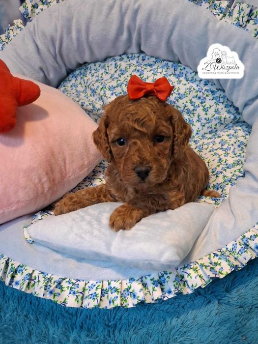 suczka pudel miniatura do odbioru od 05 lutego