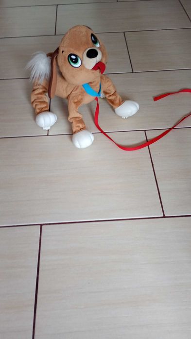 Piesek boggi na smyczy