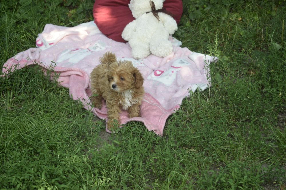 Maltipoo Antonina-Antosia