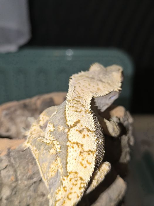 Gekon orzęsiony extreme harlequin samica