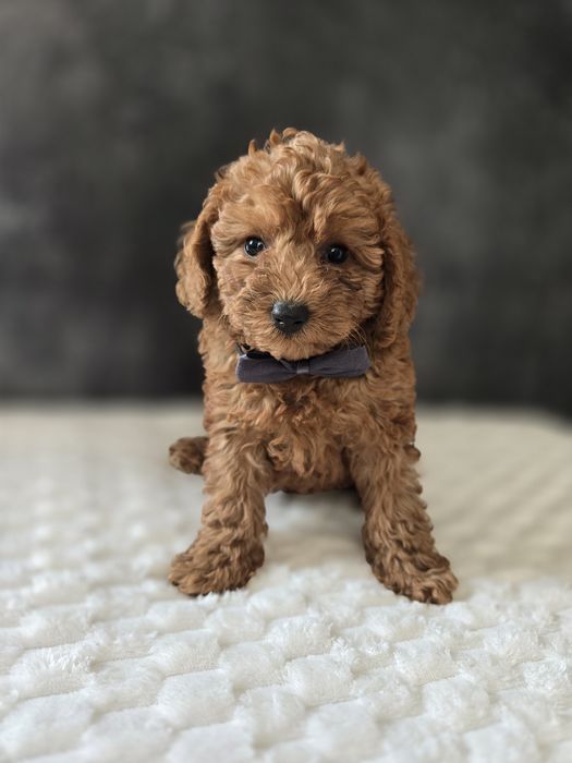 Goldendoodle f1b mini