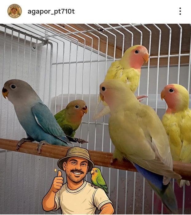 Agapórnis Rosecolis novos