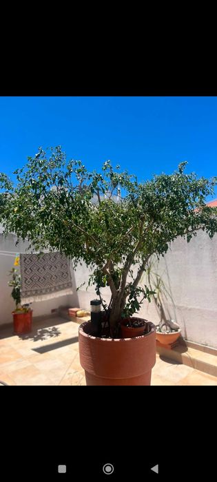 Plantas diversas