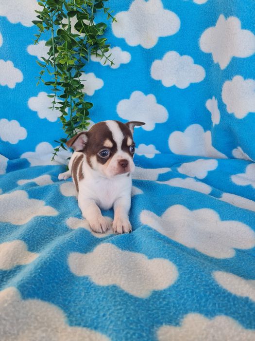 Excelente  menina mini Chihuahua/Chiuaua de Qualidade. Lunhagem Russa