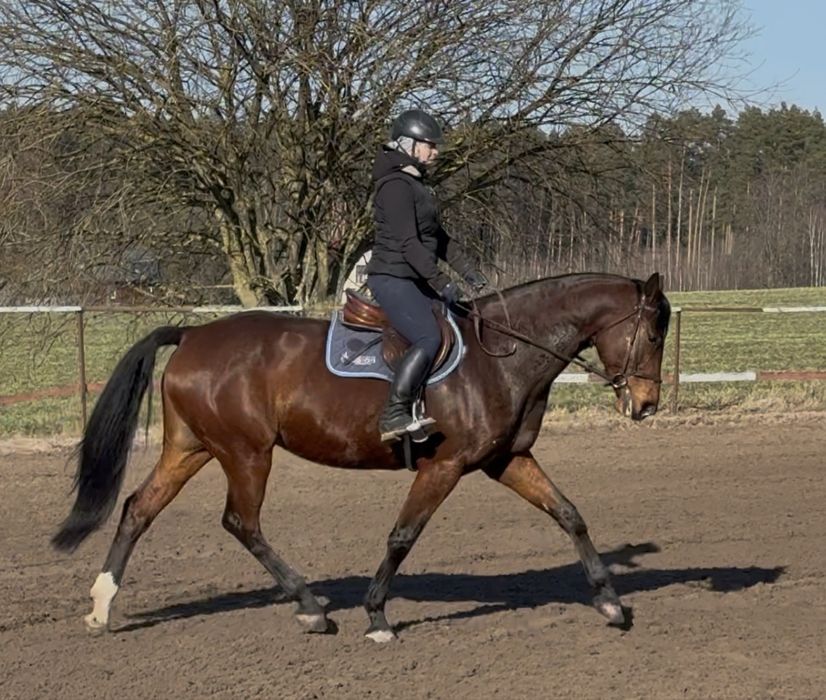 Klacz - wszechstronna