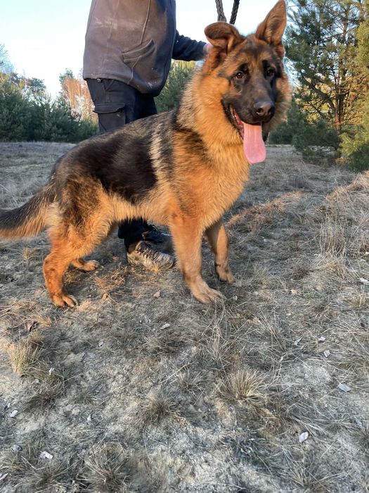 Sprzedam Owczarka Niemieckiego