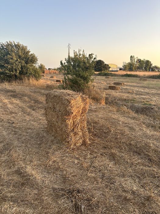 Fardos de palha pequenos