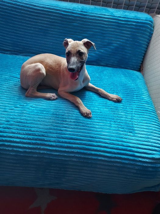 Chart Angielski Whippet