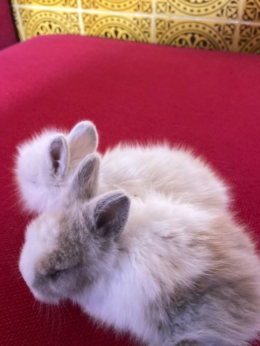 Coelhinhos anões de estimação