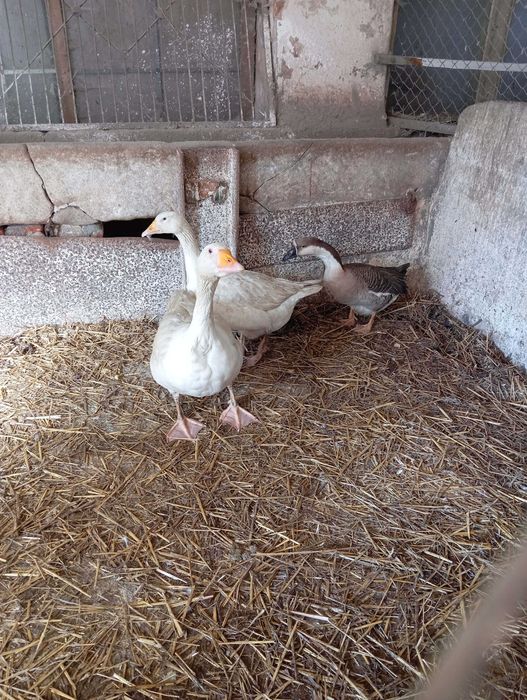 Gąsior na sprzedaż