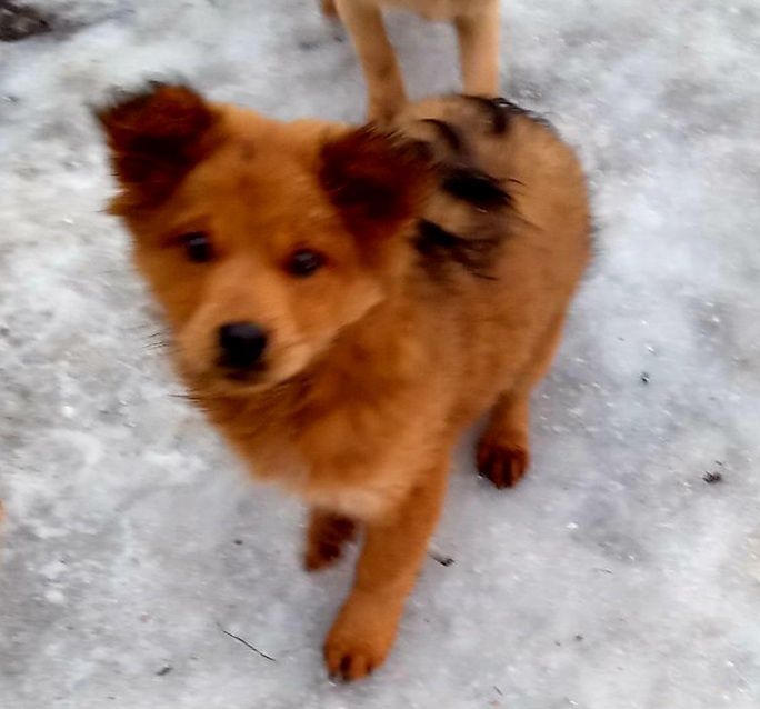 дівчинка безкоштовно