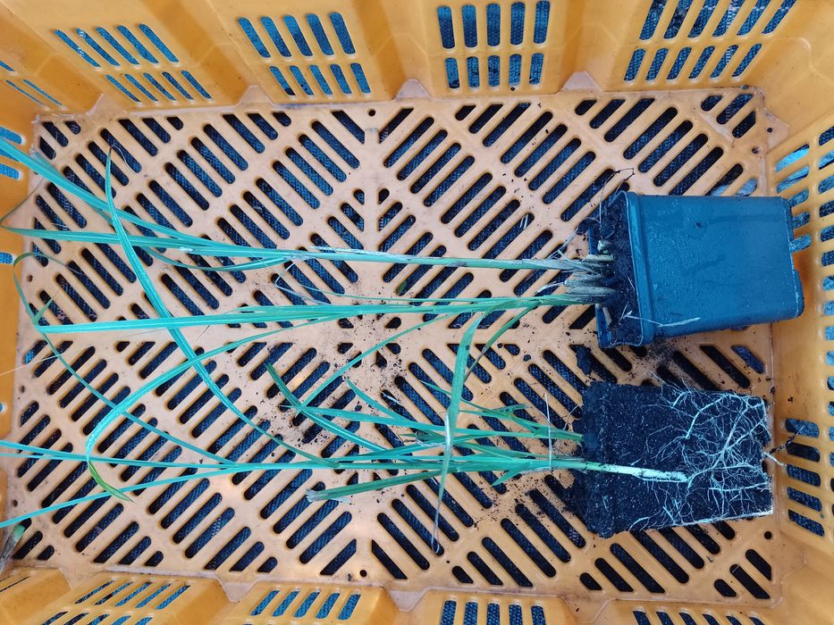 Miskant chiński Gracillimus Silberspinne  kleine fontane i min