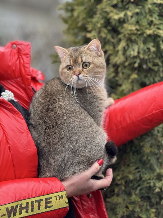 Шикарний породний Хлопчик в Шубці Золота Шиншила