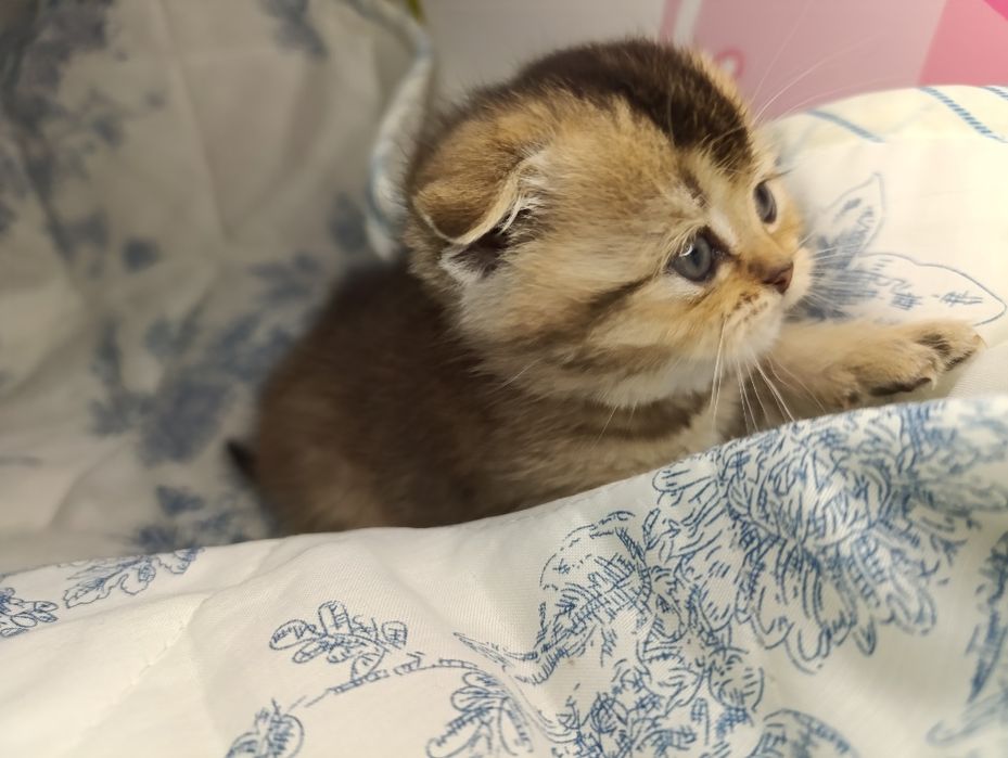 Шотландські кошенята Скоттіш фолд , скоттиш страйт