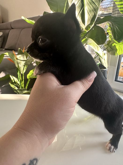 Mini dziewczynka Chihuaha