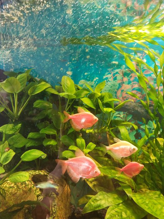 Водоросли для аквариума разные