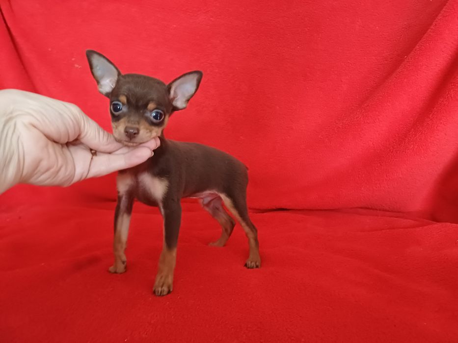 Тойчик шоколадный мальчик