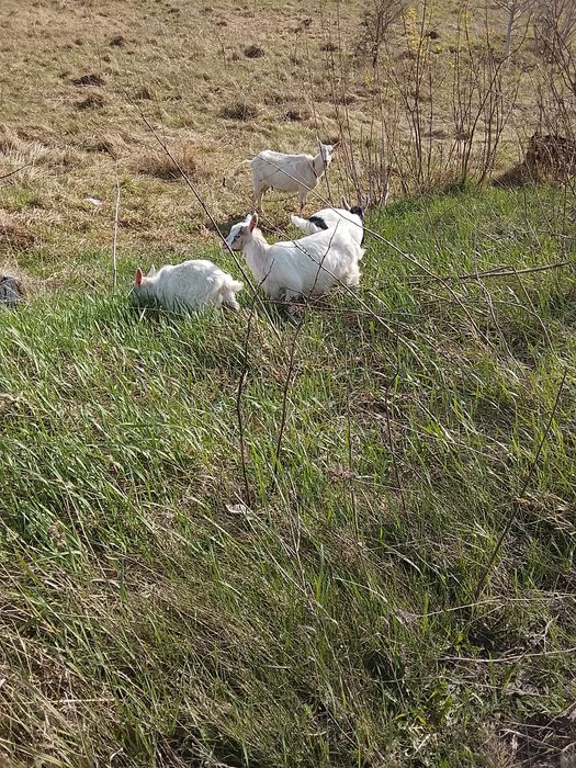 Продаються козенята,два місяці