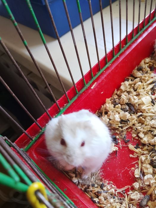 Джунгарский хомяк