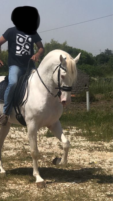 Cavalo PSL para cobrir