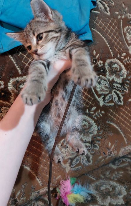 Віддам кошеня  у добрі руки