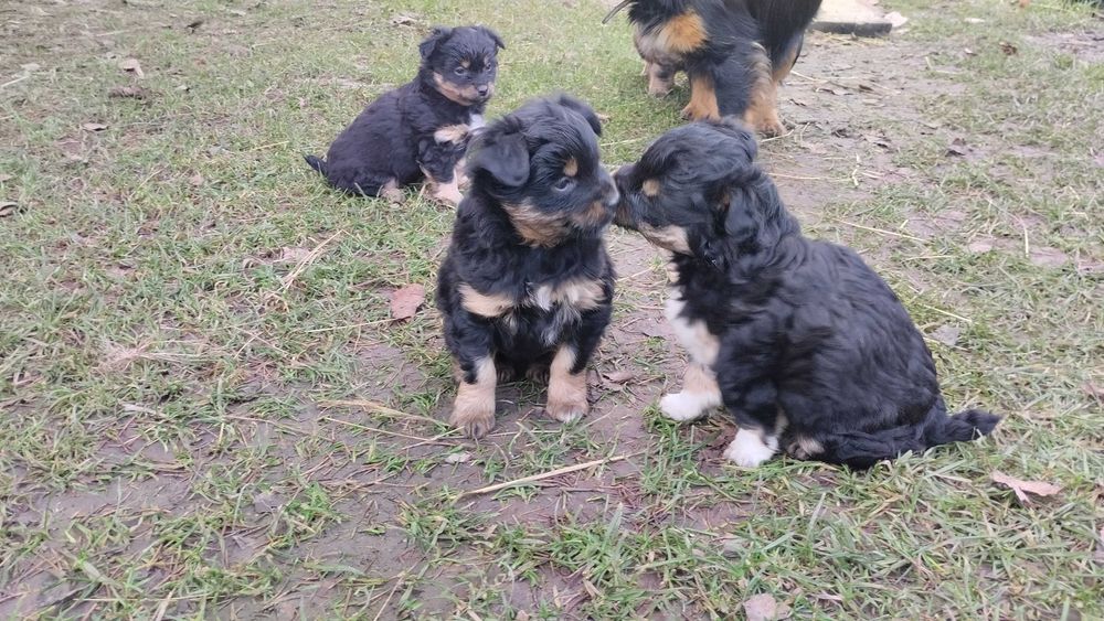 Szczeniaki do wzięcia