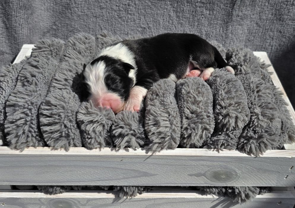Piesek border collie biało-czarny/ blue merle
