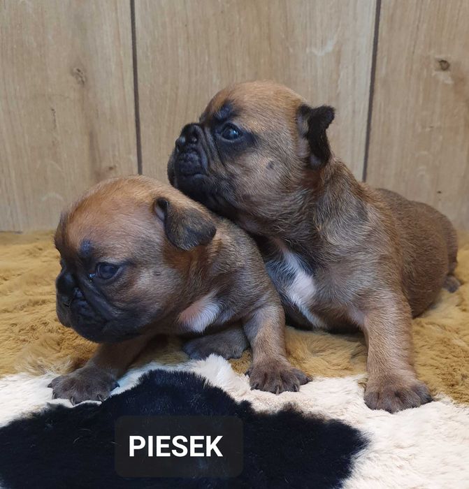 Buldog francuski -PIESEK